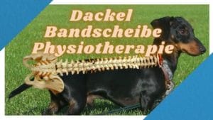 Dackel, seine Bandscheibe und die Physiotherapie